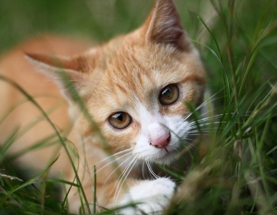 Histoire de Chats