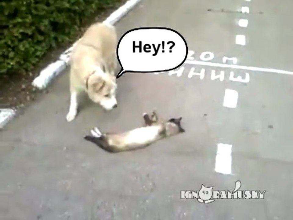 Chien triste vs Chat mort