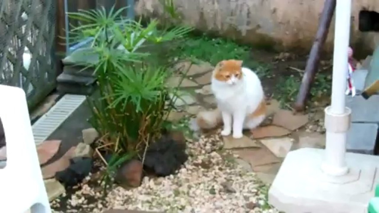 Le club des 5 Noisette, Holy, Zoé, Chuck et Jules