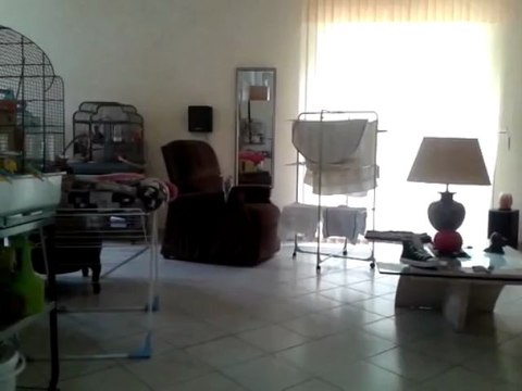 Video chant Caly, ma calopsitte eam : en caméra cachée theme La famille Adam