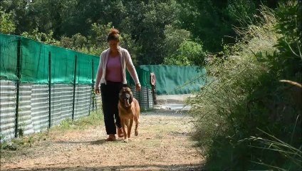 Elevage DogAttitude,