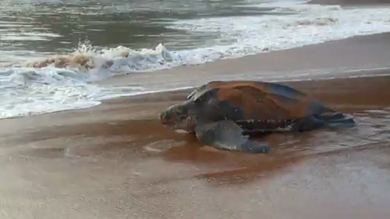Tortue Luth, retour à la mer après la ponte
