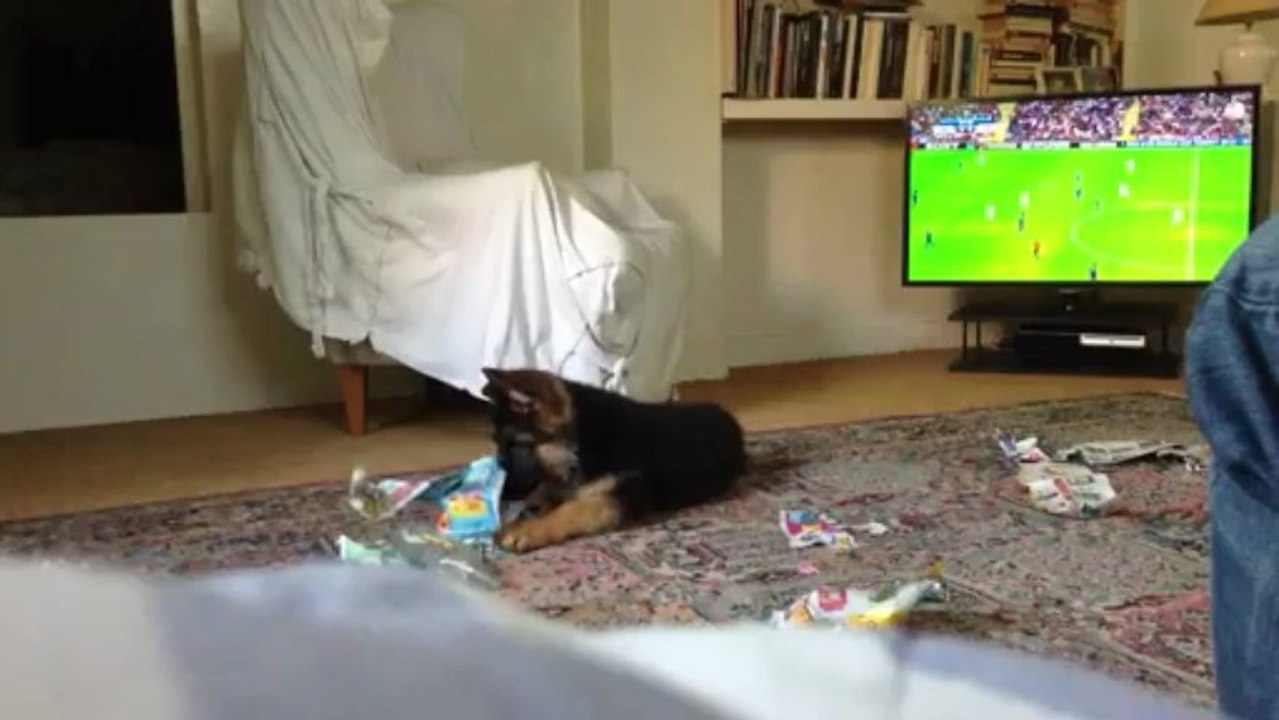 IRO chiot berger allemand