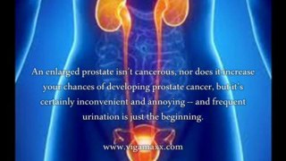 Enlarged prostate frequent urination at night, looking for natural remedy for enlarged prostate frequent urination at night Watch this video first