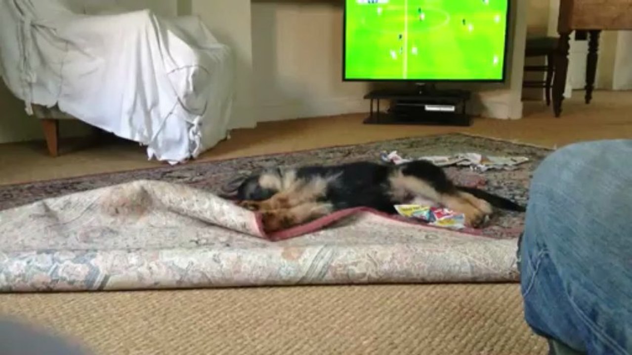 IRO chiot berger allemand s'amuse