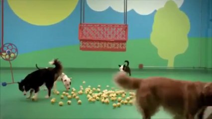 Dog Goldberg Machine by Beneful®