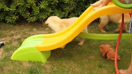 Chiots Hovawart I.Anse Malfalco 9 semaines toboggan