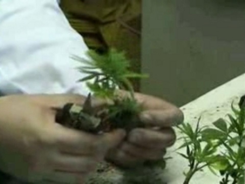 How-to-grow marijuana-part2