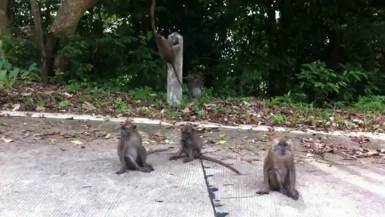 Singes Thaï