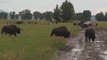 Bisons du parc de Grand teton