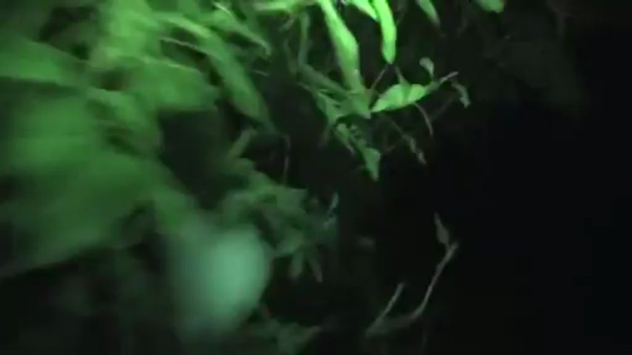 O uivo do lobisomem