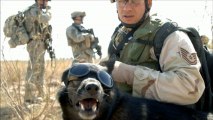 USA Mandara Perros a la Guerra