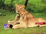 Tv9 Gujarat - The Asiatic lions hold their ground in Gir forests