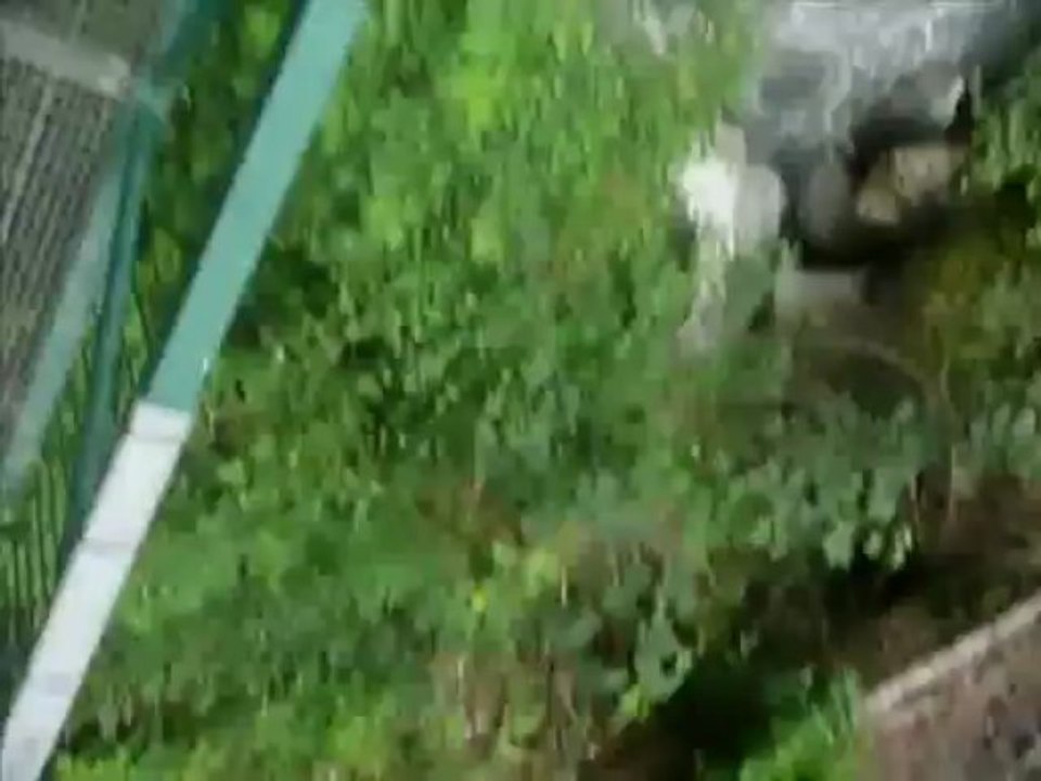 Vivez un saut à l'élastique du pont de Saint-Gervais