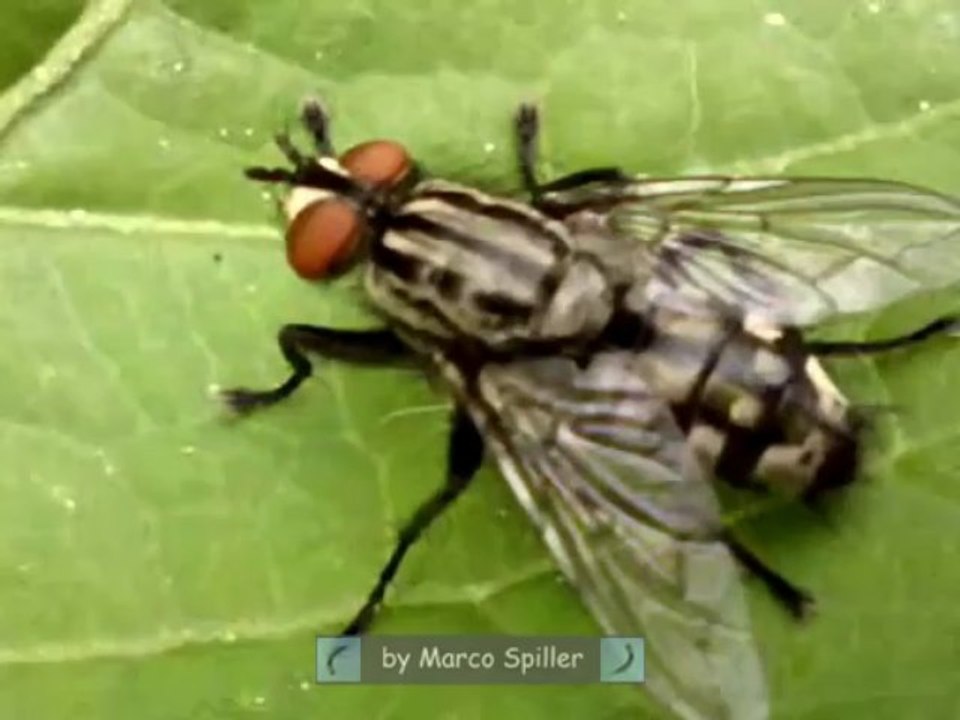 Sarcophaga sp