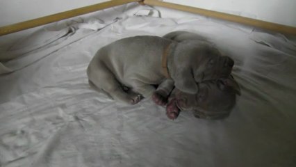 13072013 Daydory's Edemund bébés poils courts Jour 17