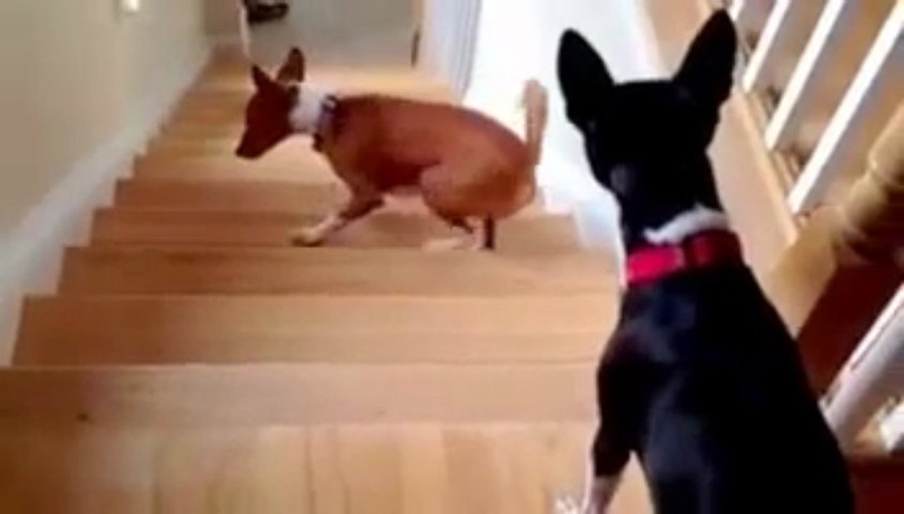 Chien qui ne sais pas monter les escaliers