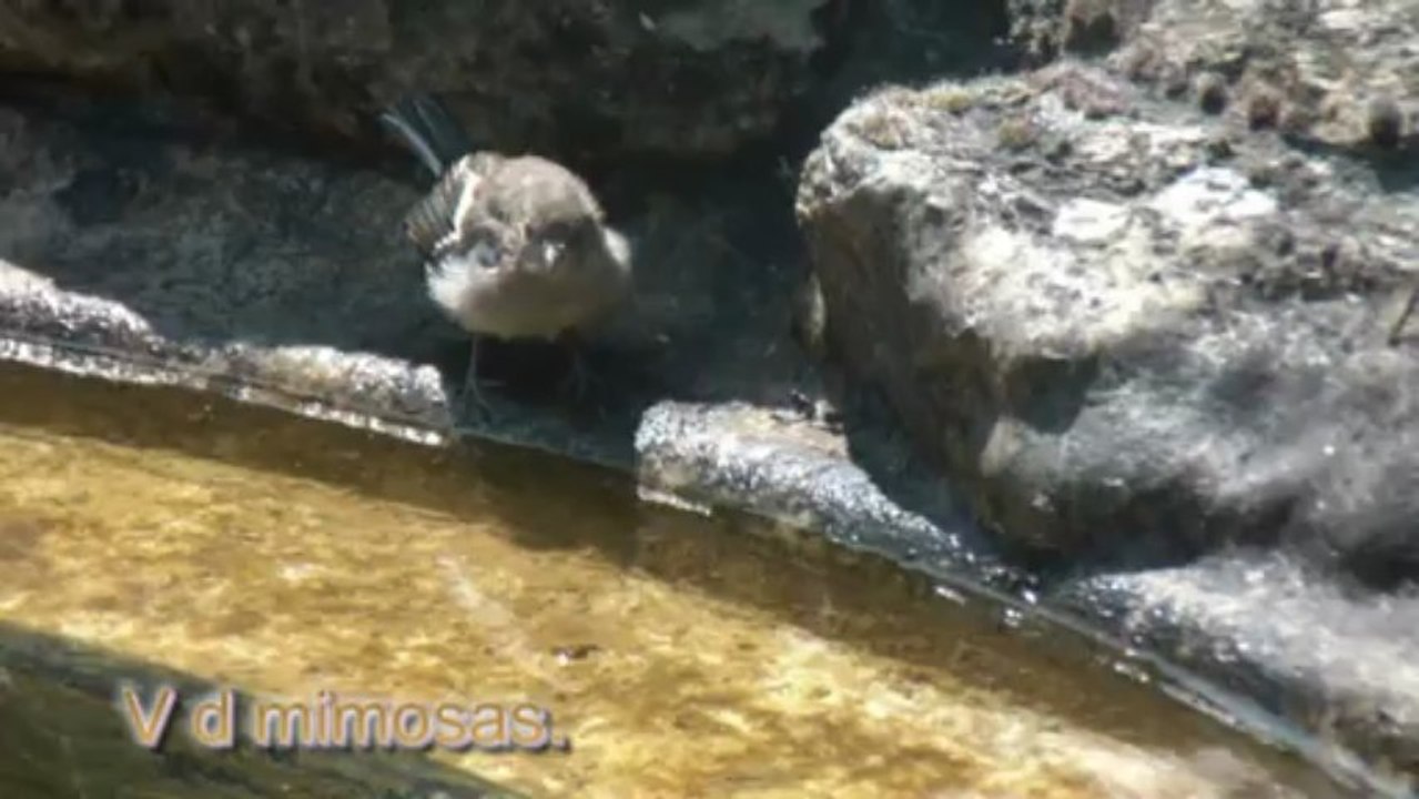 filmé oiseau près du bassin.D 14 07 2013.
