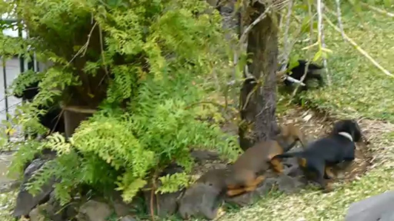 Jeux de chiots