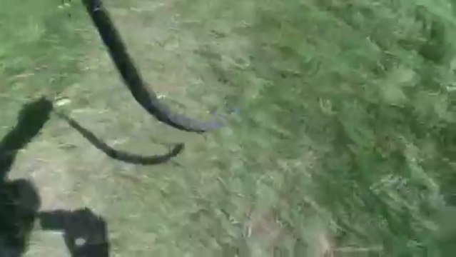 Yann André présente la Vipère aspic !!!