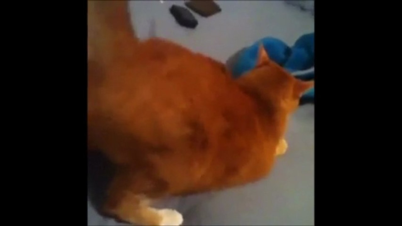 Cat Twerk