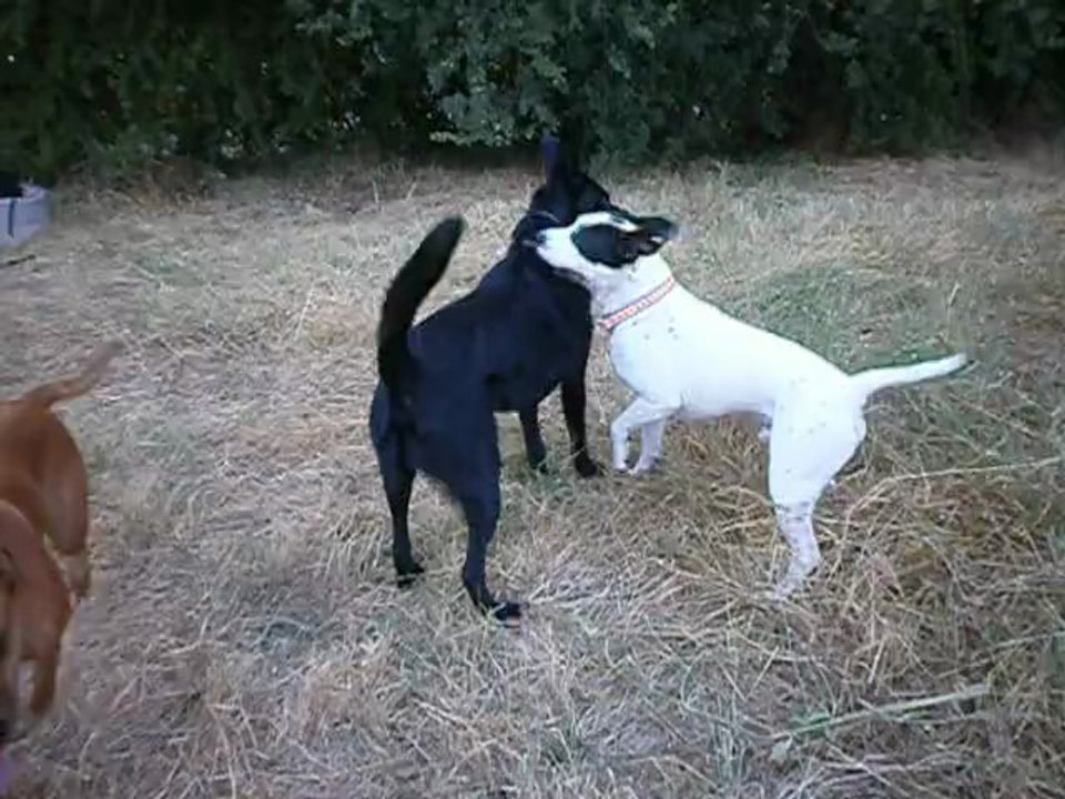 Jeux avec Baloo le 13/07/2013 au terrain