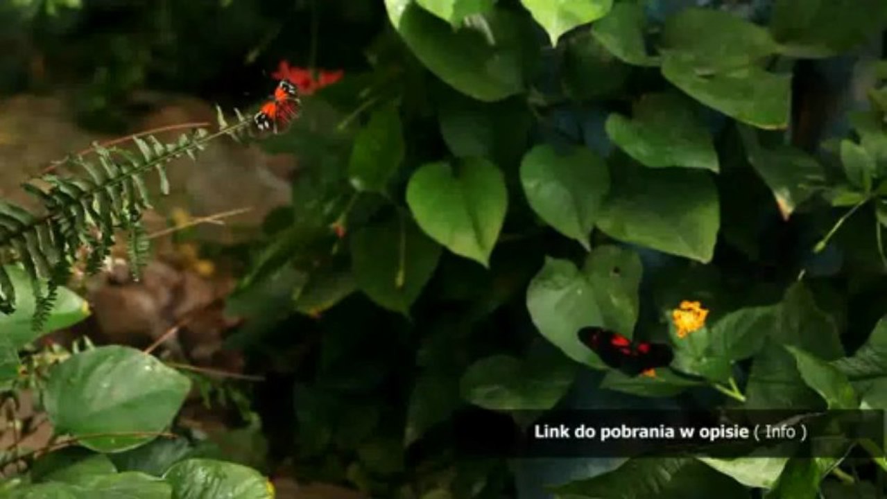 podklad muzyczny do piosenki swiat muzyka malowany