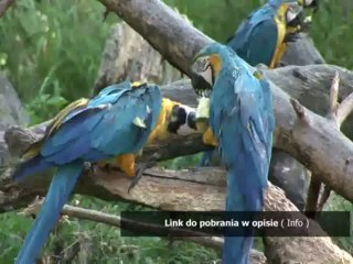 kolorowanki przyjaciele z kieszonkowa