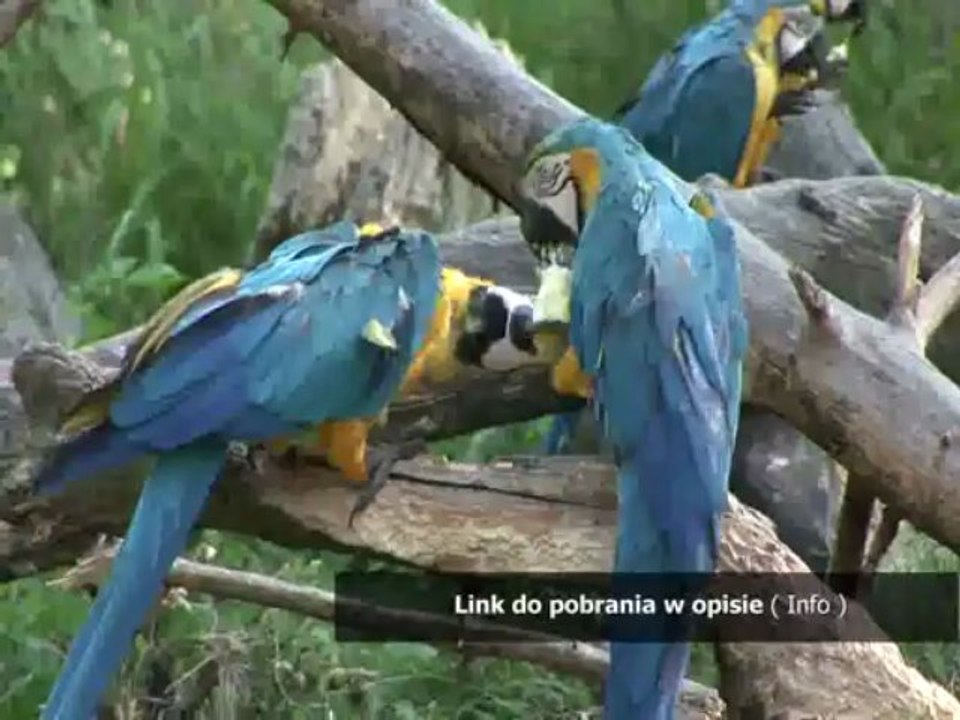 crack do wladca pierscieni bitwa o srodziemie 2 krol nazguli download