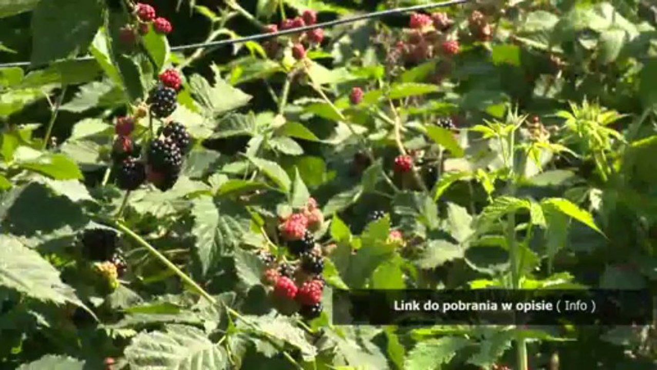 trainer do rome total war 1.0