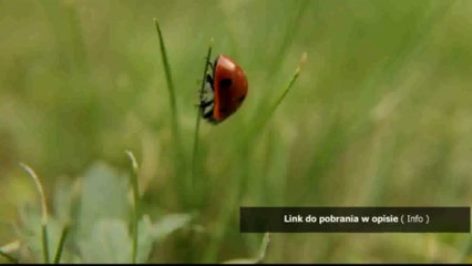 crack do sims 3 zwierzaki pobierz