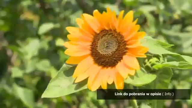 test na refleks policja