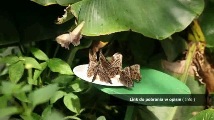 dieta alleluja pdf chomikuj