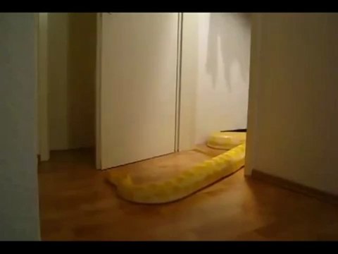 Giant python opens the door Гигантский питон открывает дверь