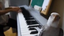 Cockatiel singing Totoro