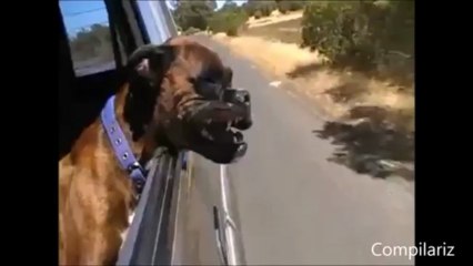 Wind In Dog_s Face Compilation