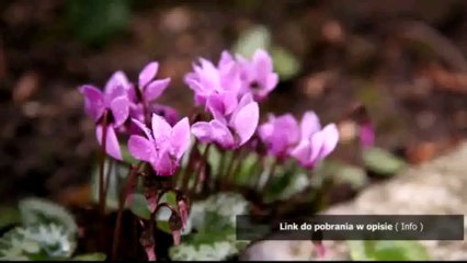 program do nagrywania gier na ps3