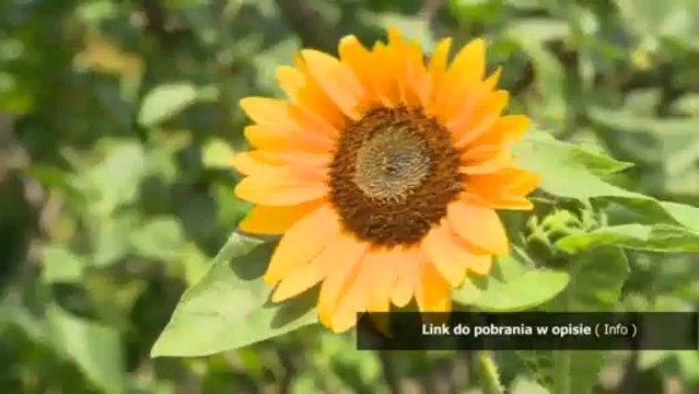 sprawdzian z biologii 2 gimnazjum puls zycia aparat ruchu odpowiedzi