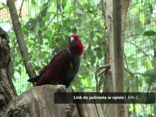 spolszczenie total overdose download