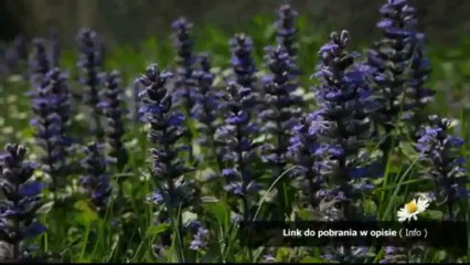 projekt realizacji prac technik uslug fryzjerskich