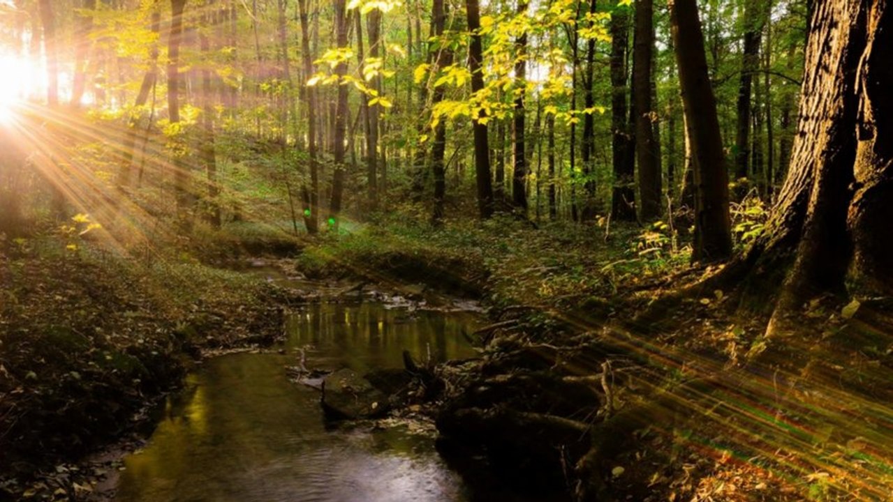 Les arbres & L'harmonie