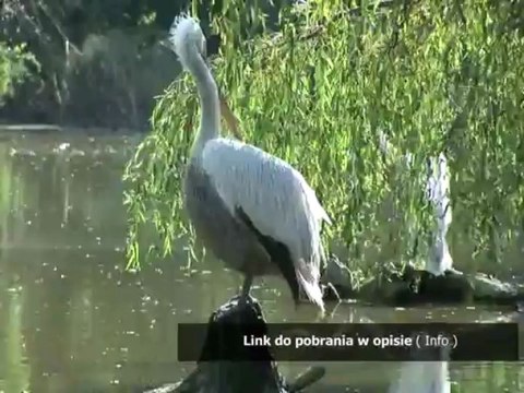 crack do sims 3 nie z tego swiata