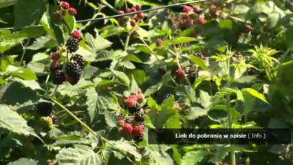 bug na kase mrucznik