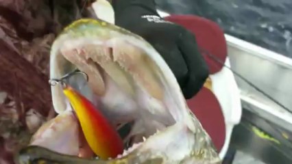 Brochet géant de la baie james 2013