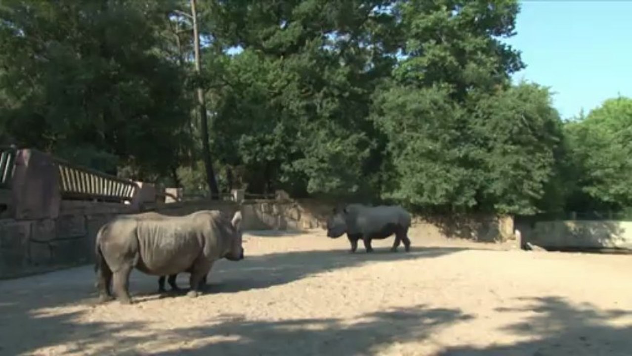 Mise en contact rhinos