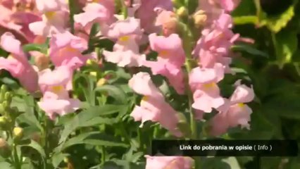 darmowy vps na 14 dni