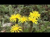 Dandelion flowers burst forth, in Himalayan meadow