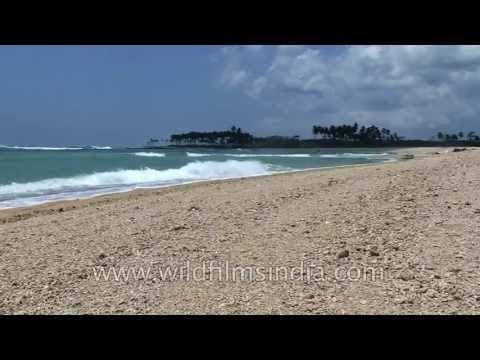 Sun, sand and trees: Andaman & Nicobar islands