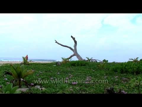 Andaman & Nicobar Islands - gorgeous beaches