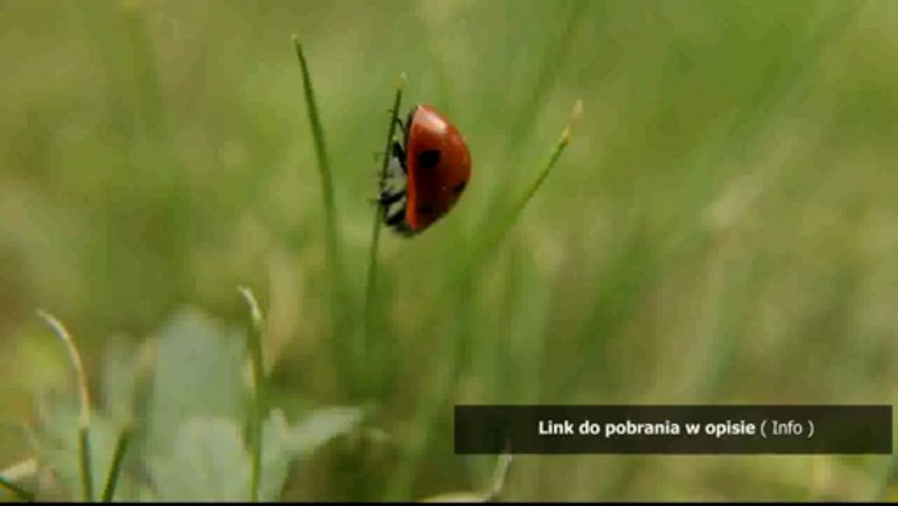 nuty cuda cuda niepojete